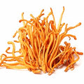 Cordyceps Militaris Mushroom Extract
